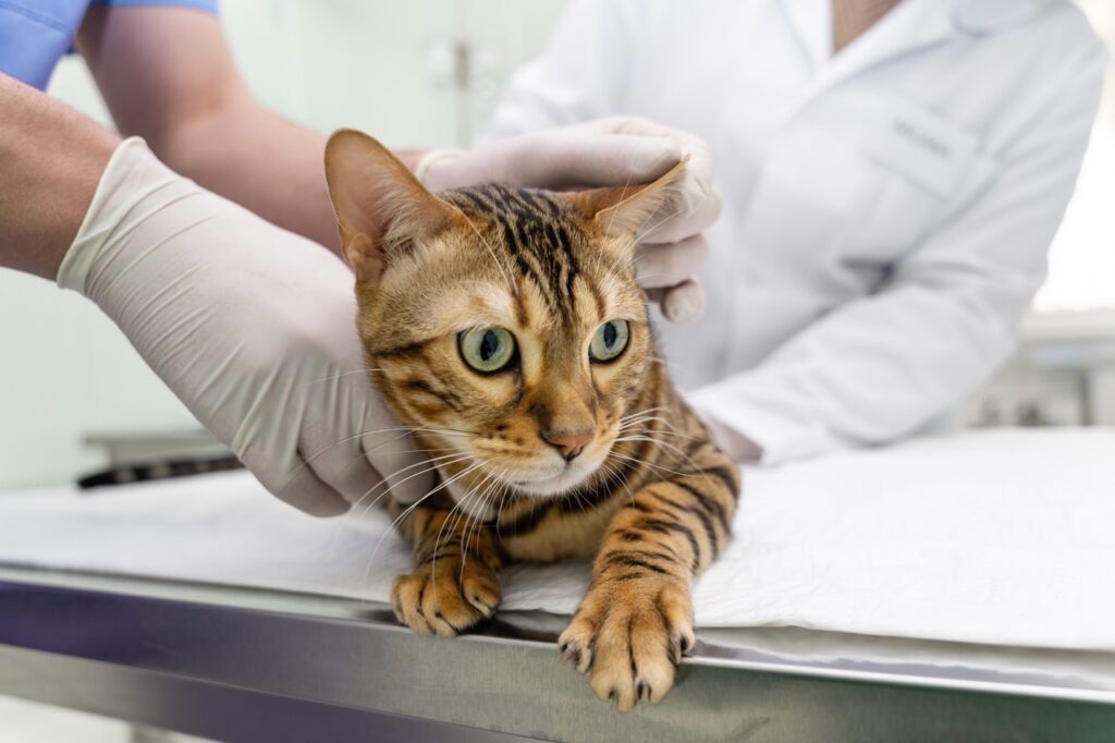 feche-o-veterinario-ajudando-o-gato-fofo Grande